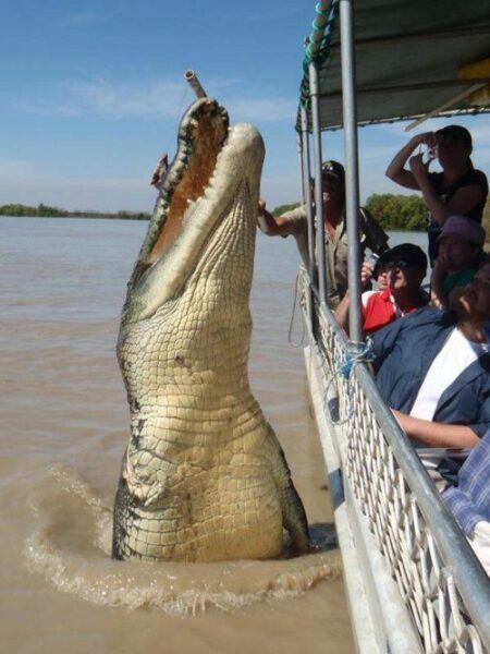 AUSTRALIA Jumping Crocodile Cruise