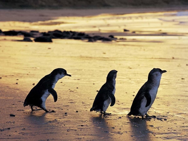 Australia Melbourne Penguins Phillip Island