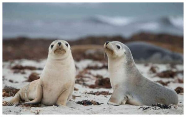 Australia kangaroo island sealbay