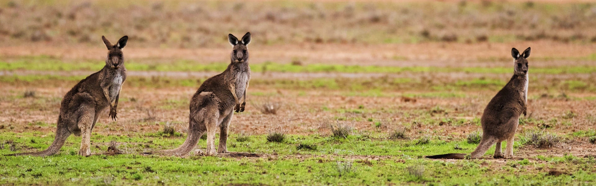 Australia-kanguros