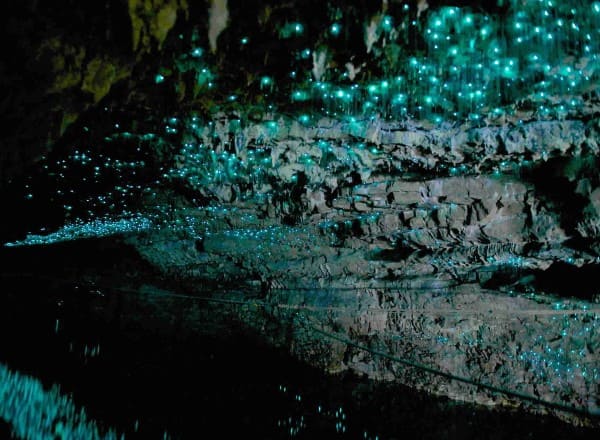 Nueva Zelanda cuevas de Waitomo Nueva Zelanda