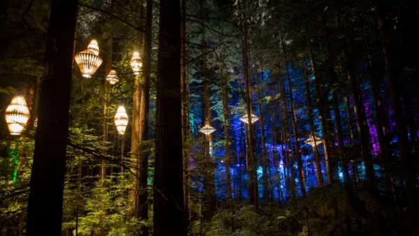Redwoods Tree Walk Nightlights