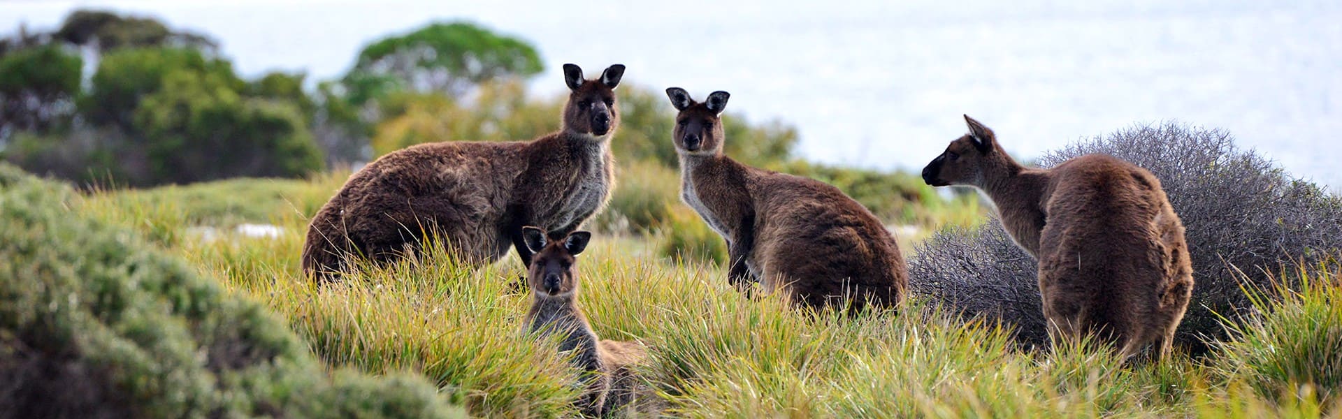 Viaje Australia - Kangaroo Island